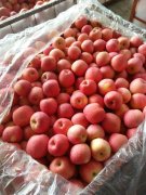 2500立方米冷庫可以放多少噸蘋果？