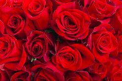 玫瑰花冷庫溫度多少度？安裝造價(jià)大概多少