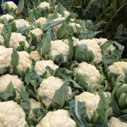 花菜冷庫設(shè)計(jì)安裝費(fèi)用大概需要多少錢?