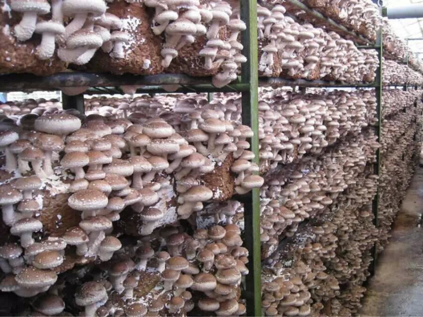 食用菌蘑菇保鮮冷庫