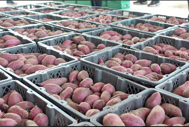 15000平果蔬批發(fā)市場(chǎng)冷庫(kù)