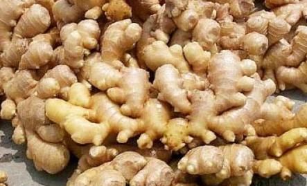 1000噸大姜冷庫 1000噸大姜冷庫