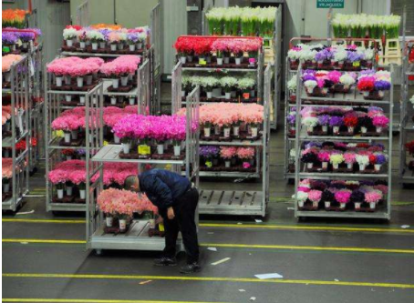 800平米鮮花保鮮冷庫 800平米鮮花保鮮冷庫