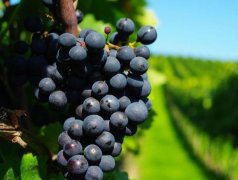 建造300噸葡萄保鮮冷庫需要多少錢？