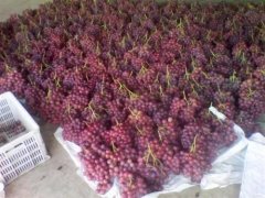 總產(chǎn)量100萬斤葡萄需要建多大的冷庫，造價多少