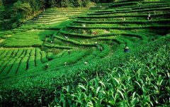 上海建1000㎡茶葉冷庫（冷藏、冷凍庫倉庫）安裝預算多少錢