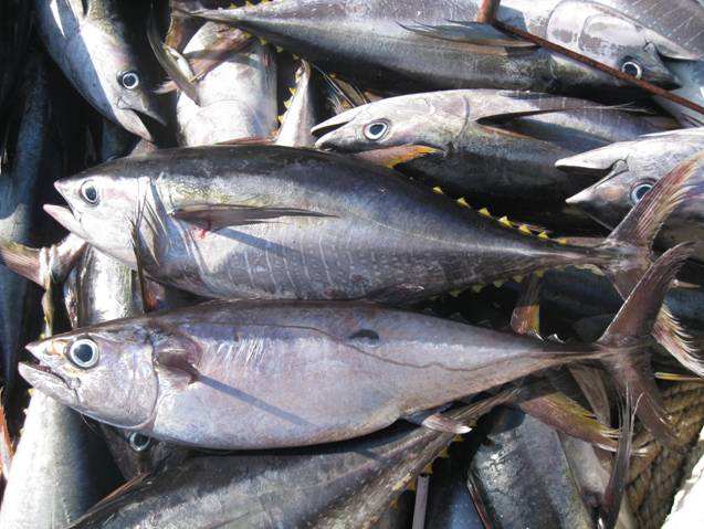 金槍魚冷庫,超低溫冷凍庫 金槍魚冷庫,超低溫冷凍庫