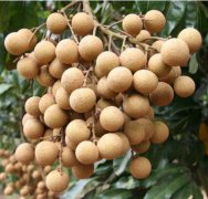 荔枝龍眼冷庫保存:田間活動保鮮庫