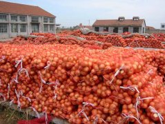洋蔥保鮮庫能儲(chǔ)存多長時(shí)間