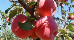 蘋果冷藏庫(kù)預(yù)冷及進(jìn)庫(kù)貯藏變化