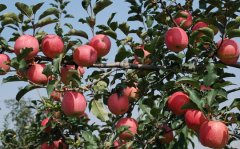 安裝使用蘋果冷藏庫(kù)：注意事項(xiàng)