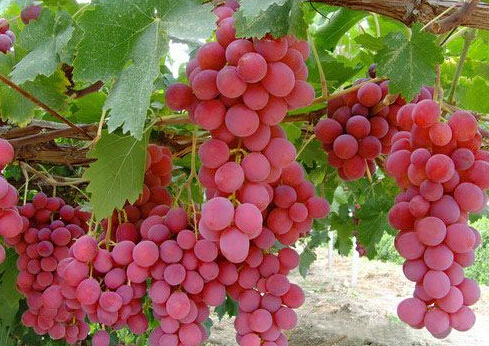 開冉為上?？蛻艚ㄔO紅提葡萄保鮮冷藏庫一座