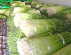 500立方100噸蒜薹冷庫安裝，制作設(shè)計(jì)