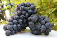 葡萄保鮮庫安裝,建一個(gè)葡萄冷庫需要多少錢?